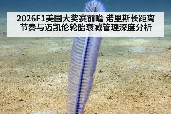 2026F1美国大奖赛前瞻 诺里斯长距离节奏与迈凯伦轮胎衰减管理深度分析
